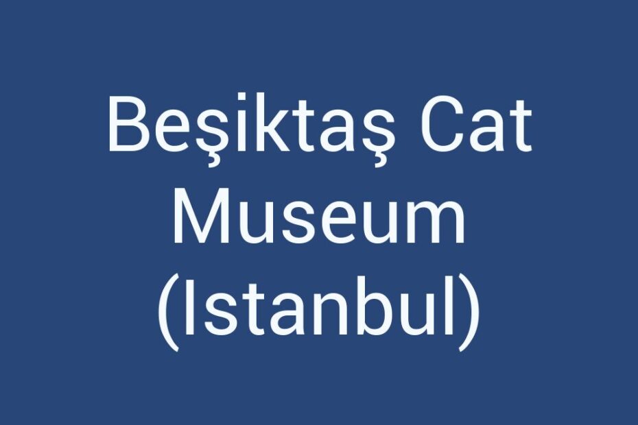 besiktas-cat-museum-istanbul